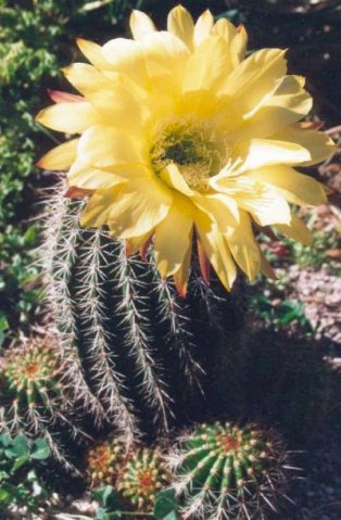 Trichocereus_x_Lobivia